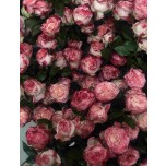 Пионовидные кустовые розы 8